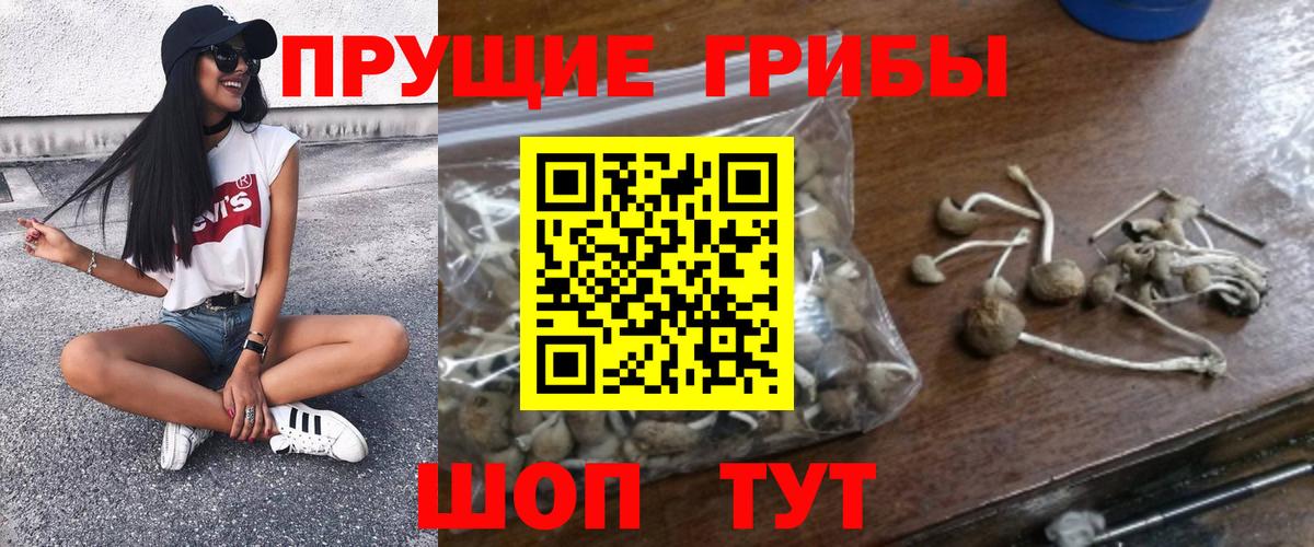 Галлюциногенные грибы Cubensis Лениногорск