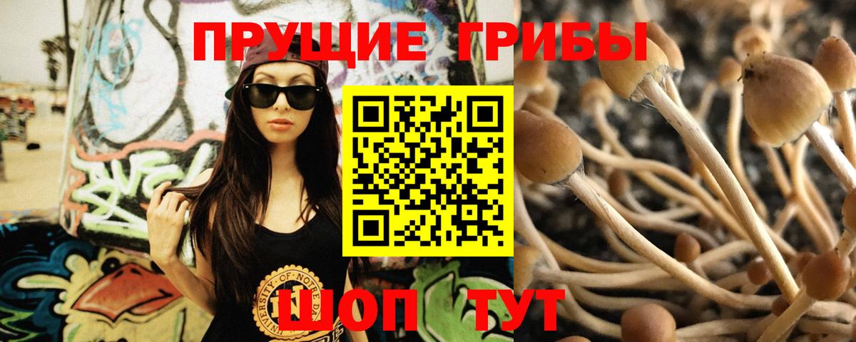 Лениногорск  Псилоцибиновые грибы Psilocybine cubensis  Вход с VPN 